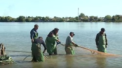 Весной в Астраханской области выловили почти 15 тысяч тонн рыбы