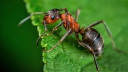 Астраханские огороды атакует огромное количество муравьёв