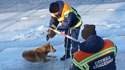 В Саратове собака примёрзла ко льду