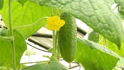 В астраханской исправительной колонии планируют выращивать клубнику