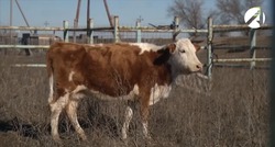 Астраханец украл и разделал чужую корову
