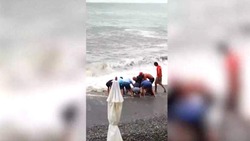 В Сочи спасли выброшенного штормом на пляж дельфина