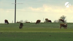 В Астраханской области ужесточают контроль за выпасом скота