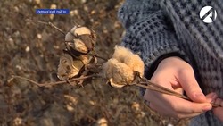 В Астраханской области выращивают цветной хлопок