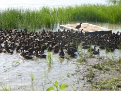 За год в Астраханской области на волю выпустили более пяти тысяч уток и фазанов