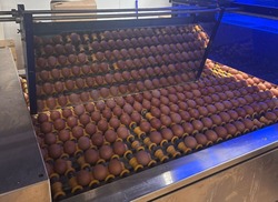 Власти Астраханской области помогут восстановить после пожара птицефабрику «Владимировскую»