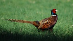 С 1 ноября в Астраханской области разрешат охотиться на фазанов, куропаток и зайцев