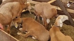 Астраханскую область на XXII Российской выставке племенных овец и коз представляют шесть хозяйств