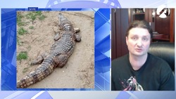 Ситуацию с гибелью крокодилов в Астраханской области прокомментировал Эдгард Запашный
