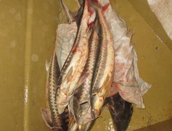 В Енотаевском районе поймали ночных браконьеров