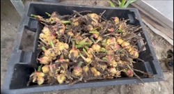 В Астраханской области собирают урожай имбиря