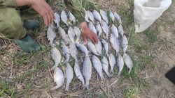 Астраханские инспекторы изымают у рыбаков незаконно пойманную воблу