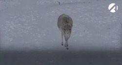 В Волгоградской области у жилого дома обнаружили погибшего сайгака