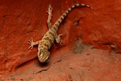 Каспийские гекконы осваивают центр Астрахани