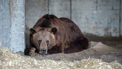 Бурый медведь из Астрахани обрёл новый дом в Волгограде