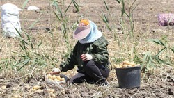 В Астраханской области собирают ранний картофель