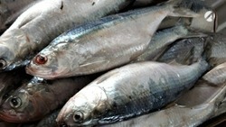 В Астрахани проходит проверка по факту массовой гибели рыбы