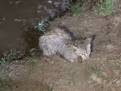 Московские рыбаки поймали в астраханской реке котёнка