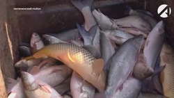 Более 10 тонн астраханской рыбы отправили в Беларусь