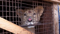 Бизнесмен жестоко обращался с экзотическими животными