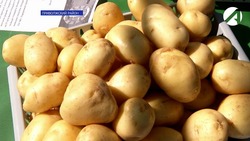 Астраханские аграрии начали сажать  белорусский картофель