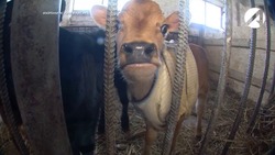 В Астраханской области разводят коров английской породы