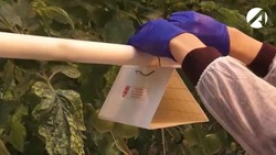 В Астраханской области обнаружена томатная моль