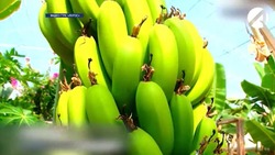 В Астраханской области начали выращивать бананы