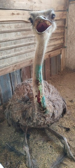 В Саратове подрались два страуса