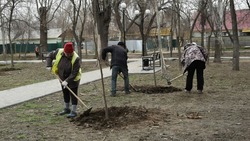 В Астрахани за день высадили около сотни деревьев