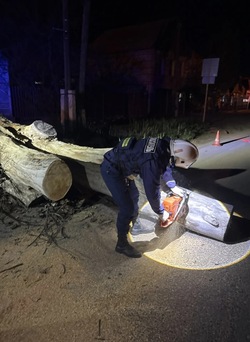 Астраханские спасатели ликвидировали упавшее на дорогу дерево