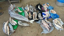 В Астраханской области изъяли незаконно добытых осетров и икру