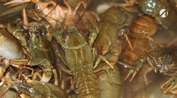 У астраханцев нашли свыше 400 килограммов нелегальных раков