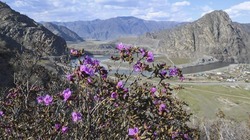 Центром оздоровительного туризма в России стал Алтайский край