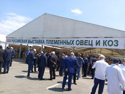 Астраханские овцы и козы отправились на выставку