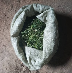 Житель Астраханской области хранил каннабис в сарае