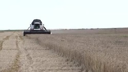 Астраханский фермер повышает урожай картофеля с помощью пшеницы