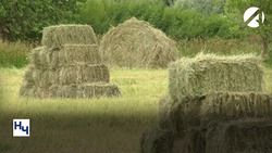 Астраханские аграрии заготовят 840 тыс. тонн сена и соломы