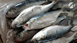 Астраханская организация нанесла крупный ущерб рыбным запасам
