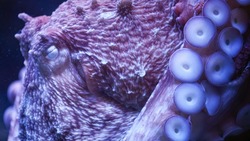 Найдены крупнейшие беспозвоночные хищники в истории Земли