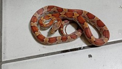 В Астрахани нашлась хозяйка редкой экзотический змеи