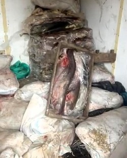 Астраханские пограничники обнаружили 29 тонн незаконно добытой рыбы