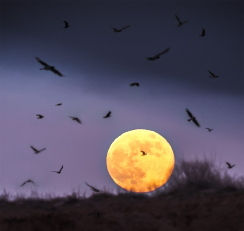 Волчья Луна появилась на небе Астрахани