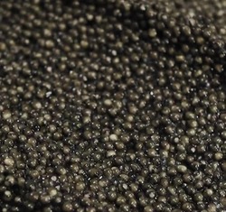 Астраханская область укрепляет лидерство в производстве икры и осетровых