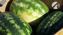 Астраханский Россельхознадзор предотвратил ввоз арбузов и дынь