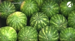 В Камызякском районе собирают урожай гигантских арбузов