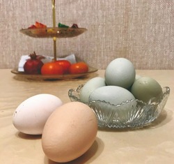 В астраханском селе китайские куры снесли голубые яйца
