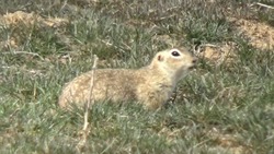 В Астраханской области суслики покидают свои норки