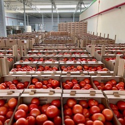 Астраханские огурцы и помидоры начали отгружать на местные и иногородние рынки