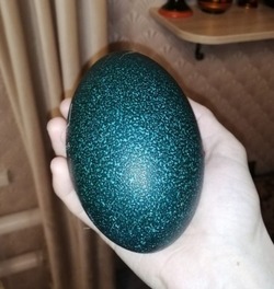 В доме астраханского врача страус снёс изумрудное яйцо
